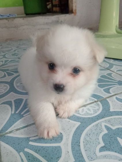 ชิสุ (Shih Tzu) กลาง ลูกชิสุผสม