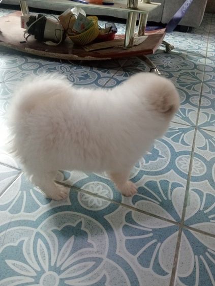 ลูกชิสุผสม รูปที่ 10