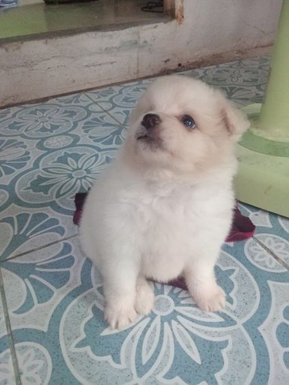 ลูกชิสุผสม รูปที่ 5