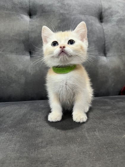บริติช ชอร์ตแฮร์ (British Shorthair) แมว เด็กหญิง