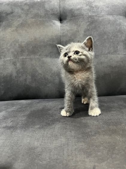 สก็อตติช โฟลด์ (Scottish Fold) แมว สก๊อตติช