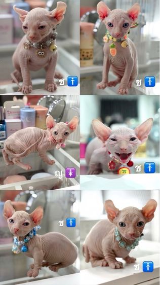สฟิงซ์ (Sphynx) สฟิงซ์