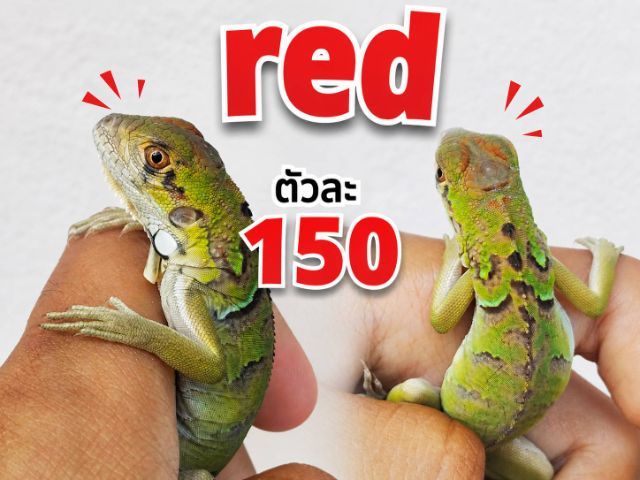 อีกัวน่า