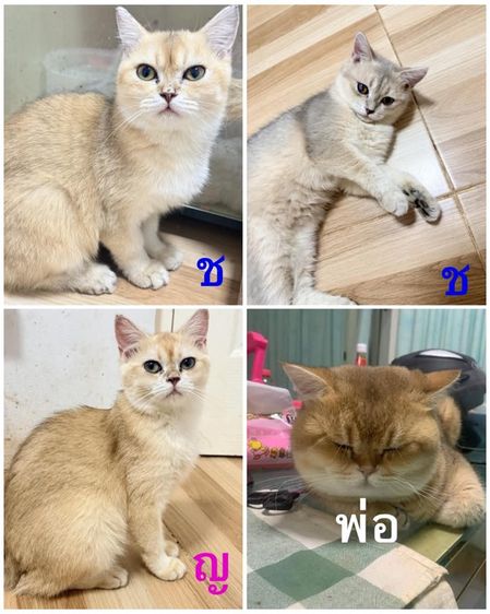 อื่นๆ แมวบริติช