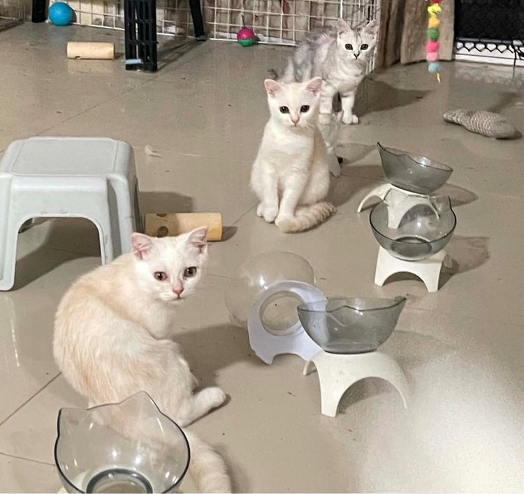 บริติช ชอร์ตแฮร์ (British Shorthair) ลูกแมวบริติชแท้