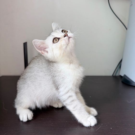 สก็อตติช โฟลด์ (Scottish Fold) ลูกแมวสก็อตติสขนสั้น