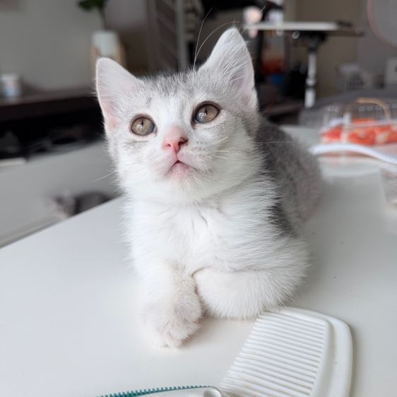 สก็อตติช โฟลด์ (Scottish Fold) ลูกแมวสกอตติส