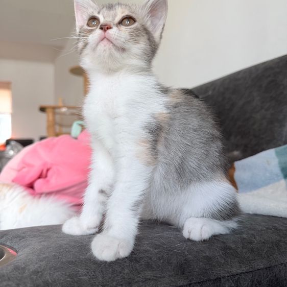 สก็อตติช โฟลด์ (Scottish Fold) ลูกแมวสกอตติส
