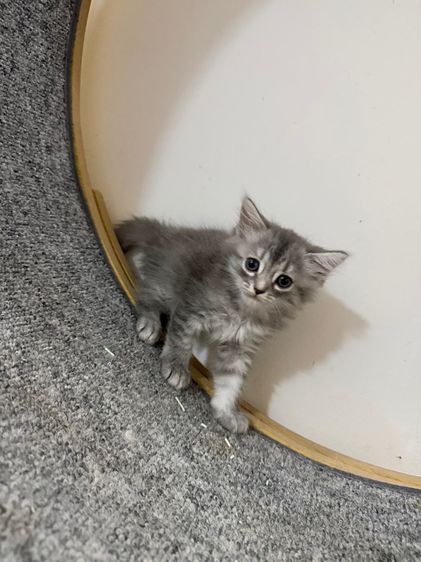 ลูกแมวสกอตติสขนยาว รูปที่ 9