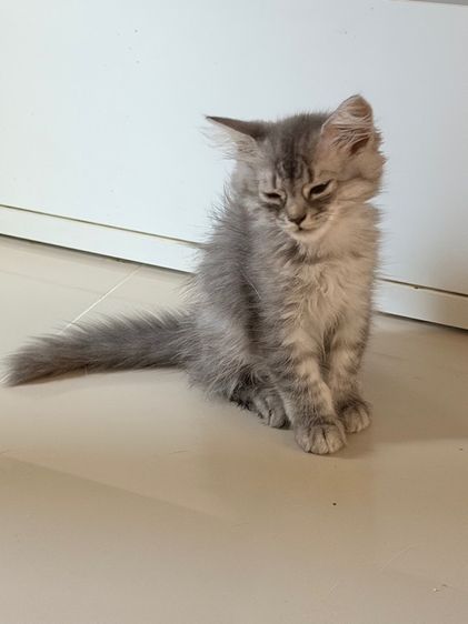 ลูกแมวสกอตติสขนยาว รูปที่ 4