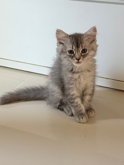 ลูกแมวสกอตติสขนยาว รูปที่ 3