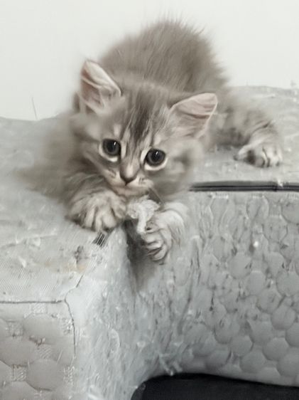 ลูกแมวสกอตติสขนยาว รูปที่ 12