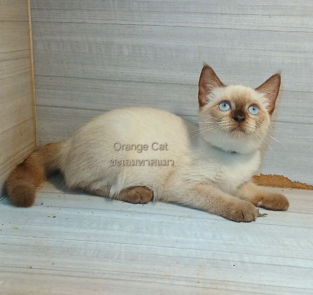 สก็อตติช โฟลด์ (Scottish Fold) แมวสก้อตติช เพศเมีย วัคซีนแล้วก่อนย้ายตรวจหัดให้ก่อนย้ายรับประกันเอดส์แมวกับรคีเมียคะ