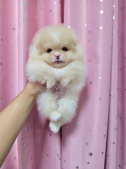 ปอมเมอเรเนียน (Pomeranian) เล็ก ปอมหน้าหมี