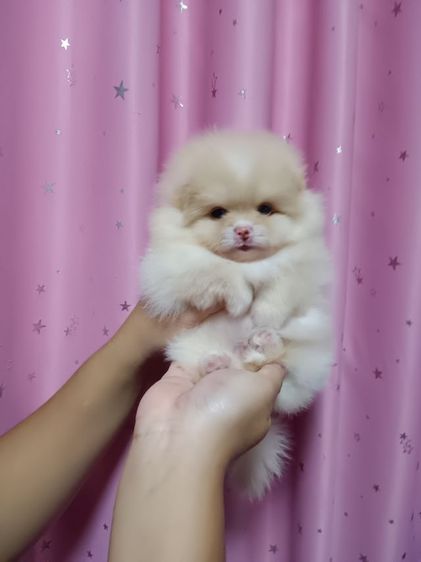 ปอมหน้าหมี รูปที่ 6