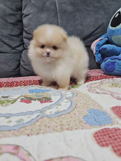 ปอมหน้าหมี รูปที่ 4