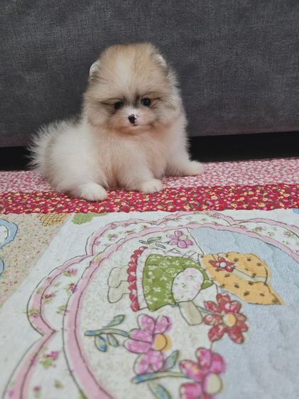 ปอมหน้าหมี รูปที่ 12