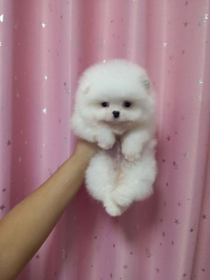 ปอมหน้าหมี รูปที่ 10