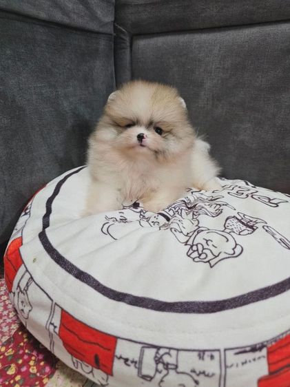 ปอมหน้าหมี รูปที่ 13