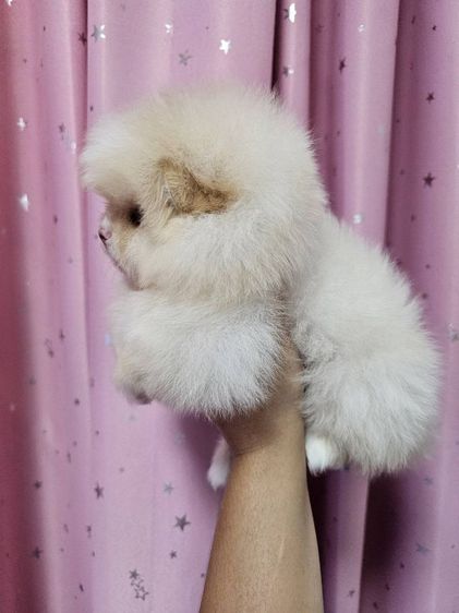 ปอมหน้าหมี รูปที่ 2