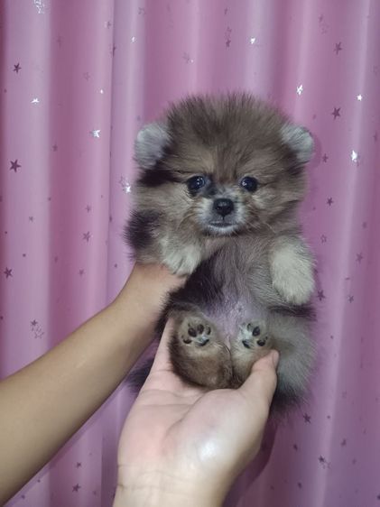ปอมหน้าหมี รูปที่ 17