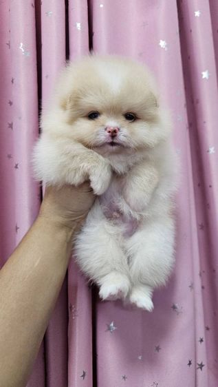 ปอมหน้าหมี รูปที่ 3