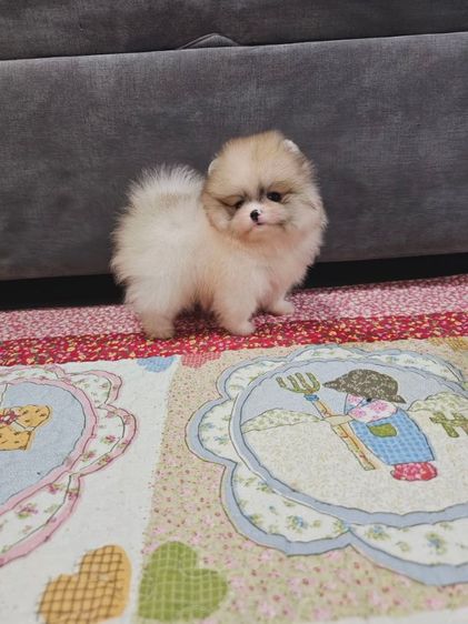 ปอมหน้าหมี รูปที่ 11