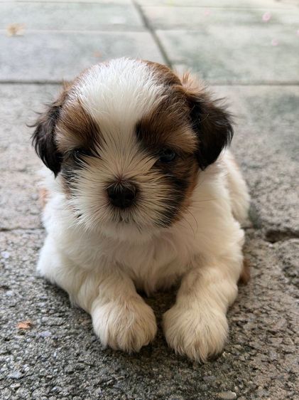 ชิสุ (Shih Tzu) ลูกชิสุห์ สามสีสวยมากไซด์เล็ก