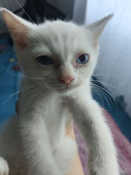 น้องแมวอเมริกันชอตแฮร์ ชาย รูปที่ 5