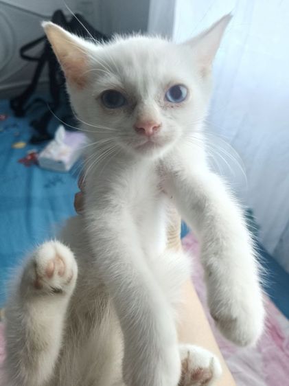น้องแมวอเมริกันชอตแฮร์ ชาย รูปที่ 6