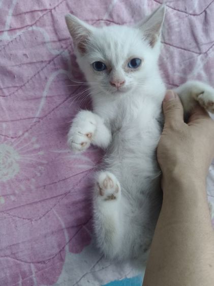 น้องแมวอเมริกันชอตแฮร์ ชาย รูปที่ 7
