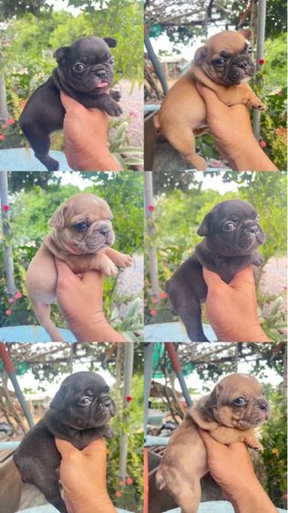 เฟรนช์ บูลด็อก (French Bulldog) เล็ก เฟรนบลูด็อก