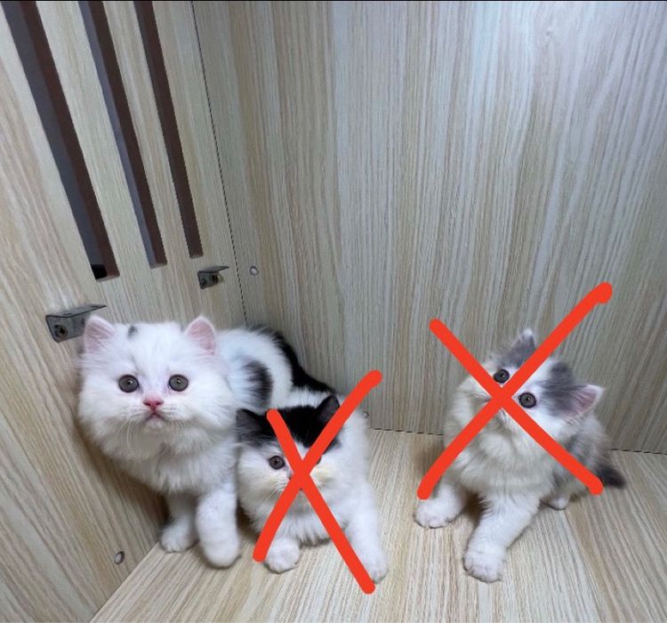เปอร์เซีย (Persian) เปอร์เซียแท้