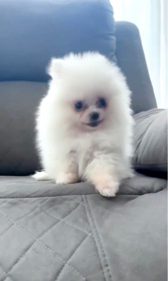 ปอมเมอเรเนียน (Pomeranian) เล็ก ปอมเเท้