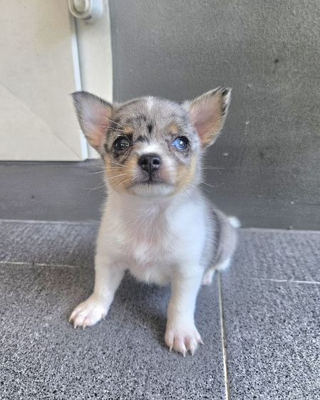 ชิวาวา (Chihuahua) เล็ก ชิวาว่า สีบลูเมอร์