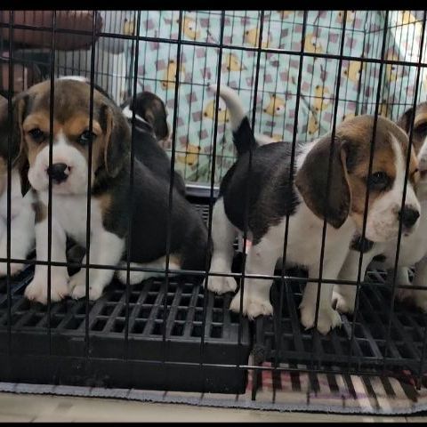 บีเกิล (Beagle) เล็ก ลูกสุนัขบีเกิ้ล