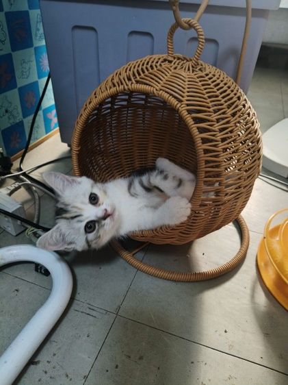 สก็อตติช โฟลด์ (Scottish Fold) สก็อตติชหญิง