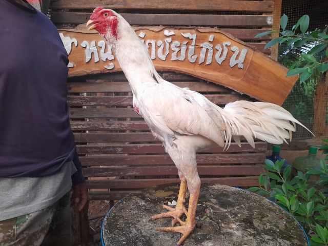 ไก่เชิงก๋อย