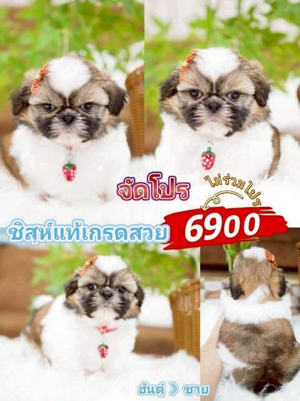 ชิสุ (Shih Tzu) เล็ก ชิสุ