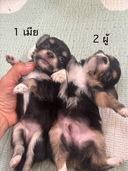 ชิวาวา (Chihuahua) เล็ก ชิวาวาขนยาว ผู้กับเมียตัวละ4000
