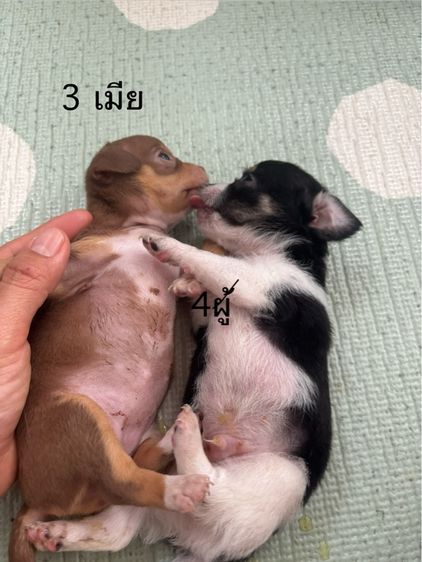 ชิวาวา (Chihuahua) เล็ก ชิวาวาขนสั้น ผู้กะเมีย ตัวละ3000
