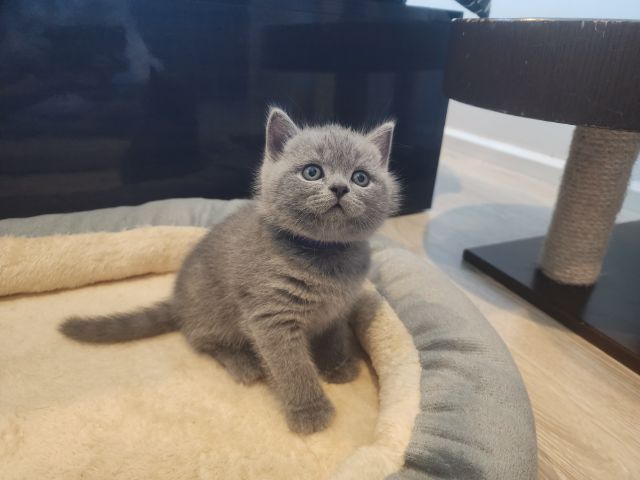 บริติช ชอร์ตแฮร์ (British Shorthair) บริติช ช็อตแฮร์ ผู้ชาย สีบลู พกใบ (ปลอกคอม่วง)