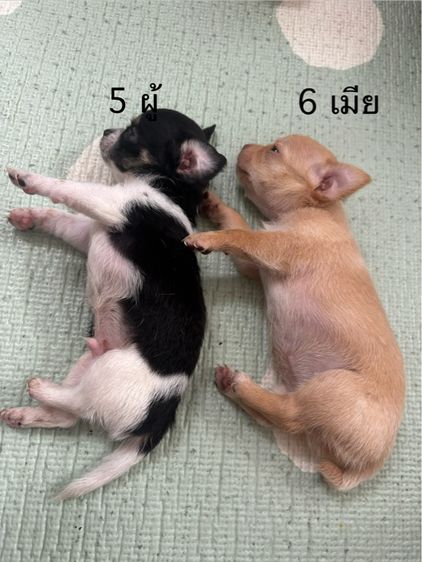ชิวาวา (Chihuahua) เล็ก ชิวาวาขนสั้น ผู้1 เมีย1 ตัวละ3000