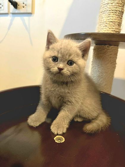 บริติช ชอร์ตแฮร์ (British Shorthair) บริติช ช็อตแฮร์ ผู้ชาย สีไลแลค พกใบ (ปลอกคอชมพูเข้ม)