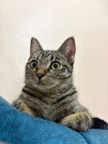 สก็อตติช โฟลด์ (Scottish Fold) น้องแมวให้ฟรีค่ะ สก๊อตติสผสม