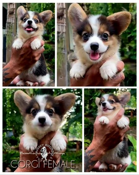 คอร์กี้ (Corgi) กลาง ค่ะพี่เพศเมียอายุ 2 เดือนพร้อมย้ายบ้าน