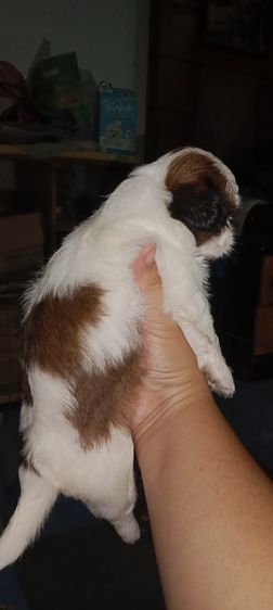 ชิสุ (Shih Tzu) เล็ก ชิสุ
