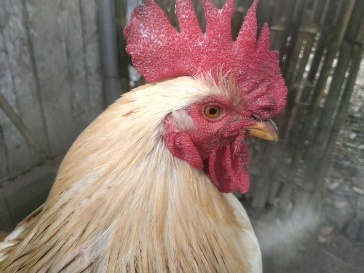ไก่ไลทซันเช็คhybrid