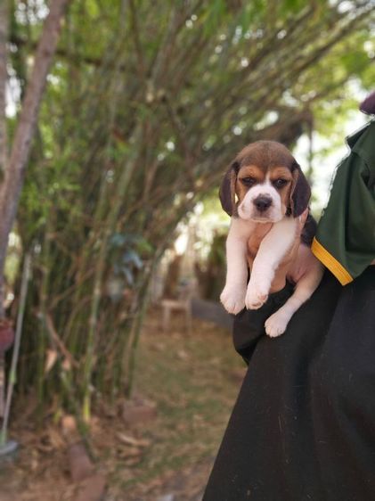 บีเกิล (Beagle) เล็ก ลูกสุนัขบีเกิ้ลเมีย 