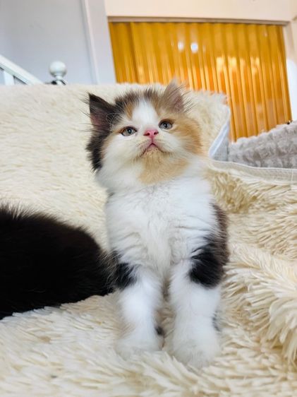 เปอร์เซีย (Persian) แมวเปอร์เซียสามสีเพศเมีย